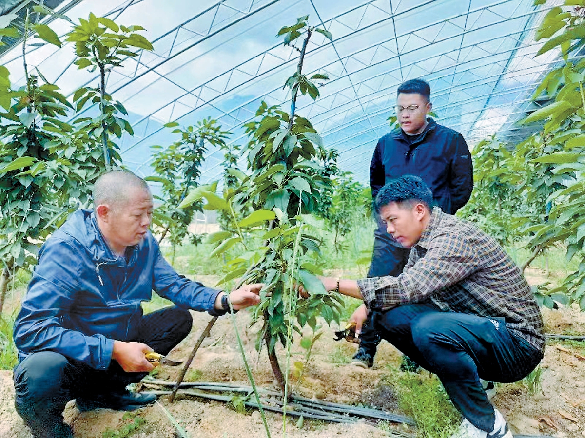 北京专家现场指导助力农户增收(图1)